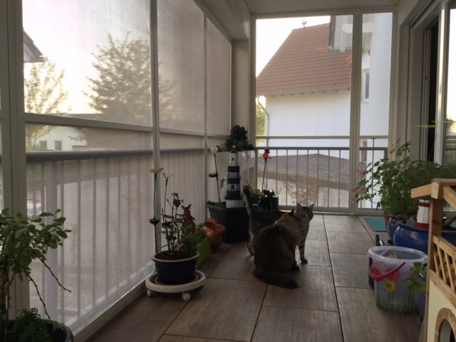Katzen Voliere