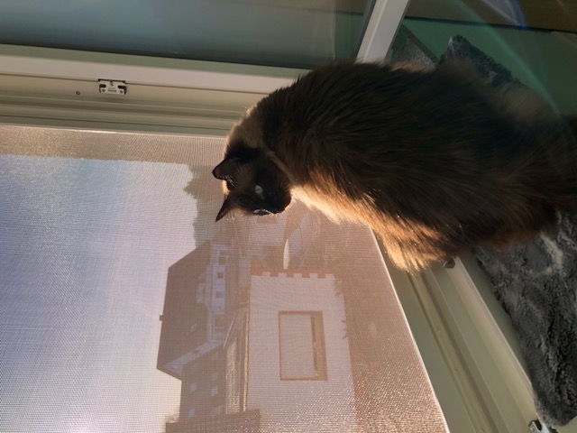Siegel Insektenschutzsystem3000 1 flügel Fliegenfenster  mit Katzenschutz - damit  Ihre Katzen die Natur geniesen können !