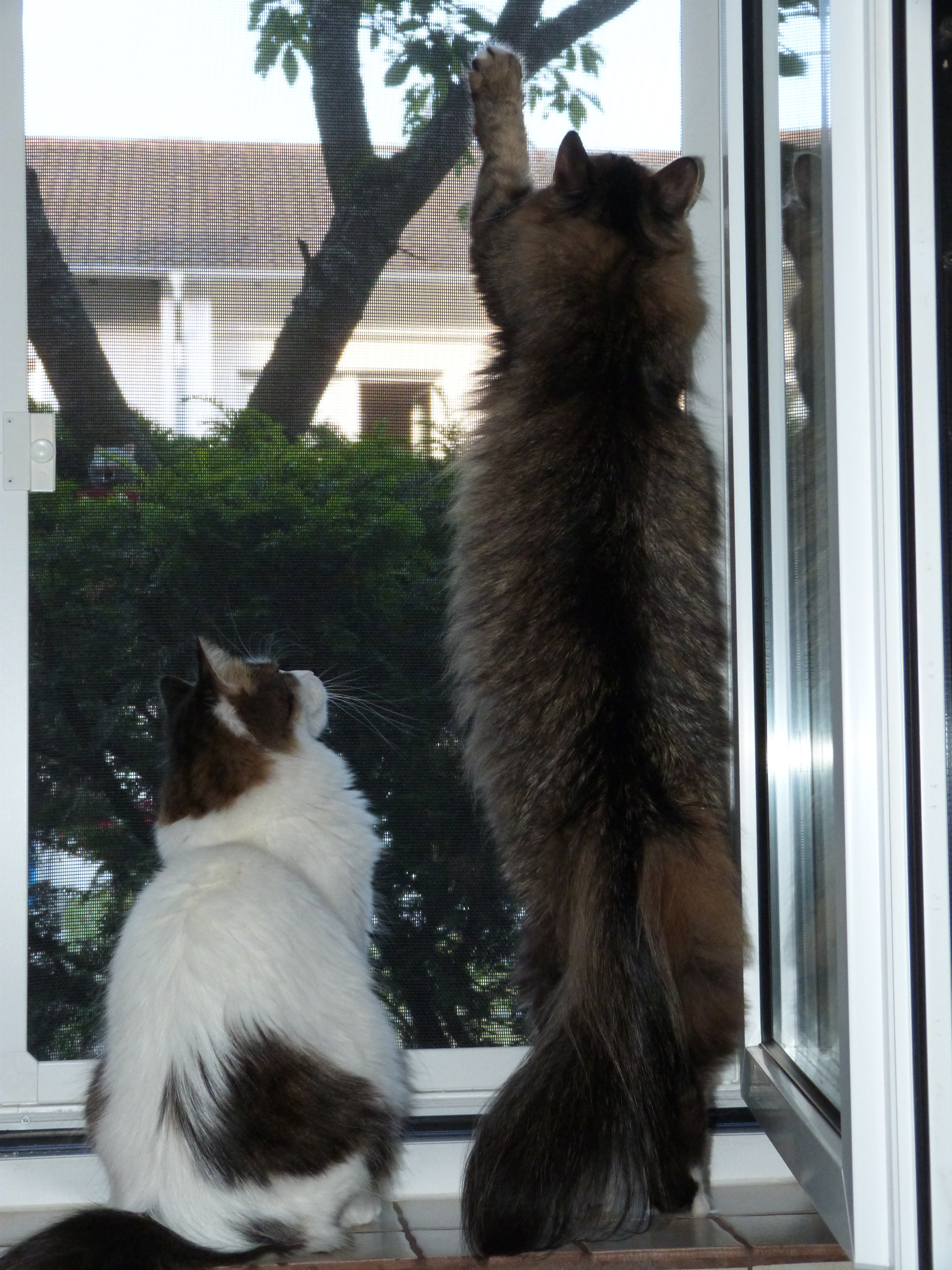 Siegel Insektenschutzsystem3000 1 flügel Fliegenfenster  mit Katzenschutz - damit  Ihre Katzen die Natur geniesen können !